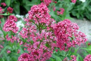 Red valerian