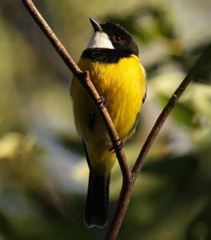 Australian golden whistler