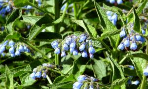 Quaker comfrey