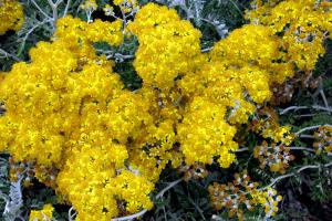 Silver Ragwort