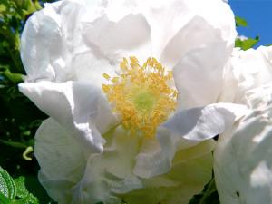 Mock Orange