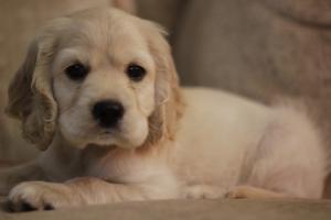 English Cocker Spaniel