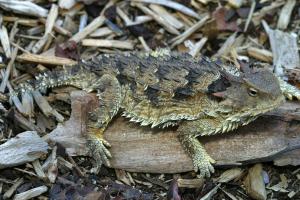 Coast horned lizard