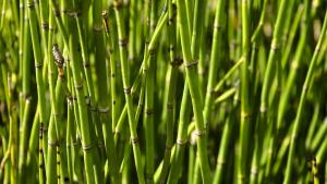 Horsetail