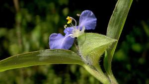 White mouth dayflower