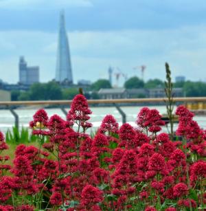 Valeriana