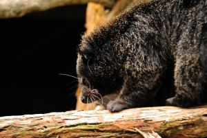 Binturong