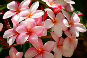 Frangipani