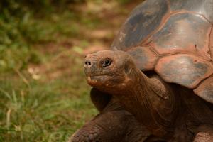 Galápagos tortoise