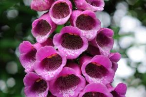 Digitalis