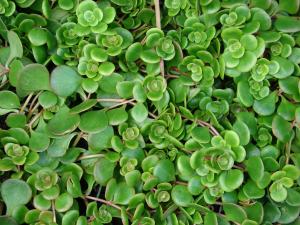 Sedum tetractinum