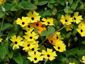 Thunbergia