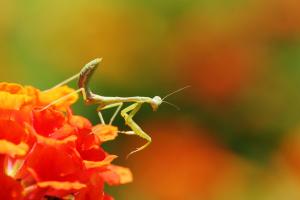 Mantis religiosa