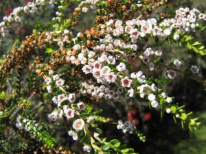 Thryptomene saxicola