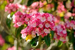 Mountain-laurel