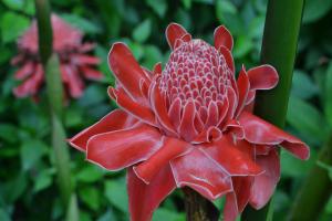 Torch Lily