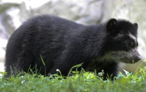 Spectacled bear