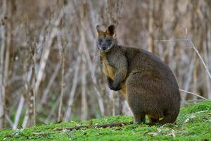 Black wallaby