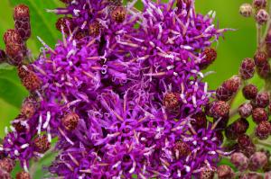 Vernonia fasciculata