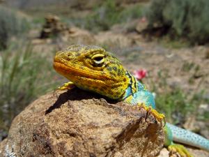 Collared lizard