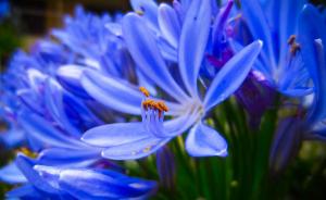 African Lily