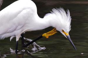 Snowy egret