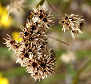 Lesser wood-rush