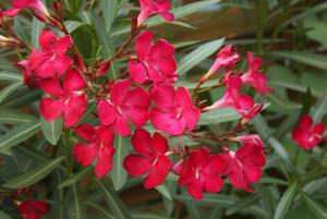 Nerium oleander