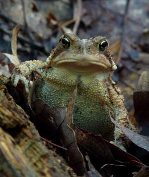 American toad