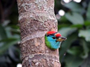 Blue-throated barbet