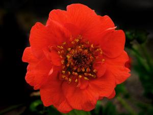 Scarlet avens