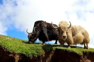 Yak