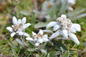 Flor de las nieves