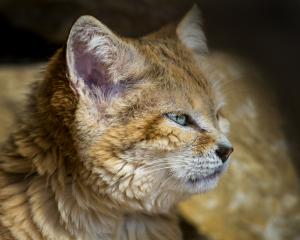 Gato de las arenas