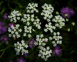 Meridian fennel