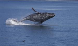 Ballena jorobada