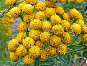 Tansy