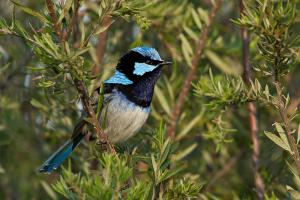 Superb blue-wren