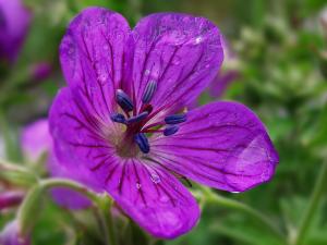 Geranium sylvaticum