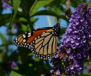 Monarch butterfly