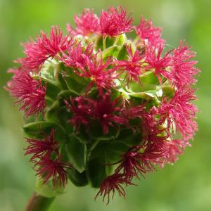 Salad burnet