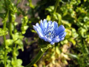 Cichorium endivia