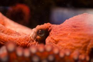 Giant Pacific octopus