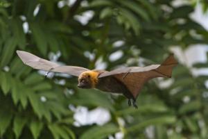 Fruit bat