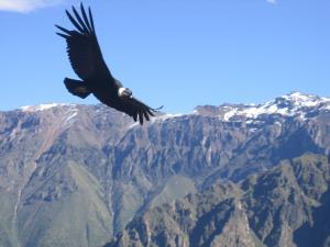 Andean condor