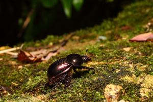 Dung beetle