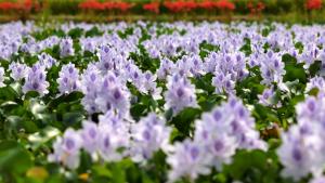 Water hyacinth