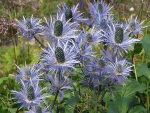 Alpine sea holly