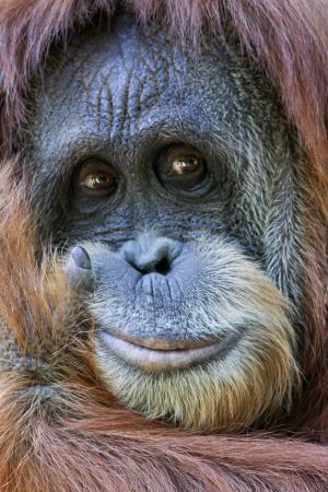 Orangutan