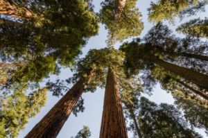 Giant Sequoia